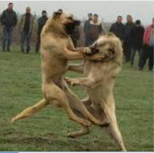 Köpek dövüştüren ve kulağını keserek eziyet eden şahsa 12 bin 613 TL ceza