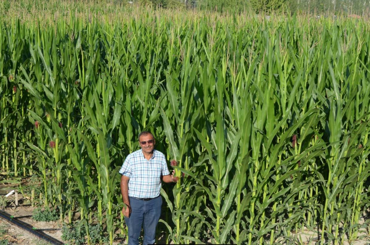 Kayseri Şeker’in sözleşmeli silajlık mısır ekiminde talep patlaması yaşanıyor