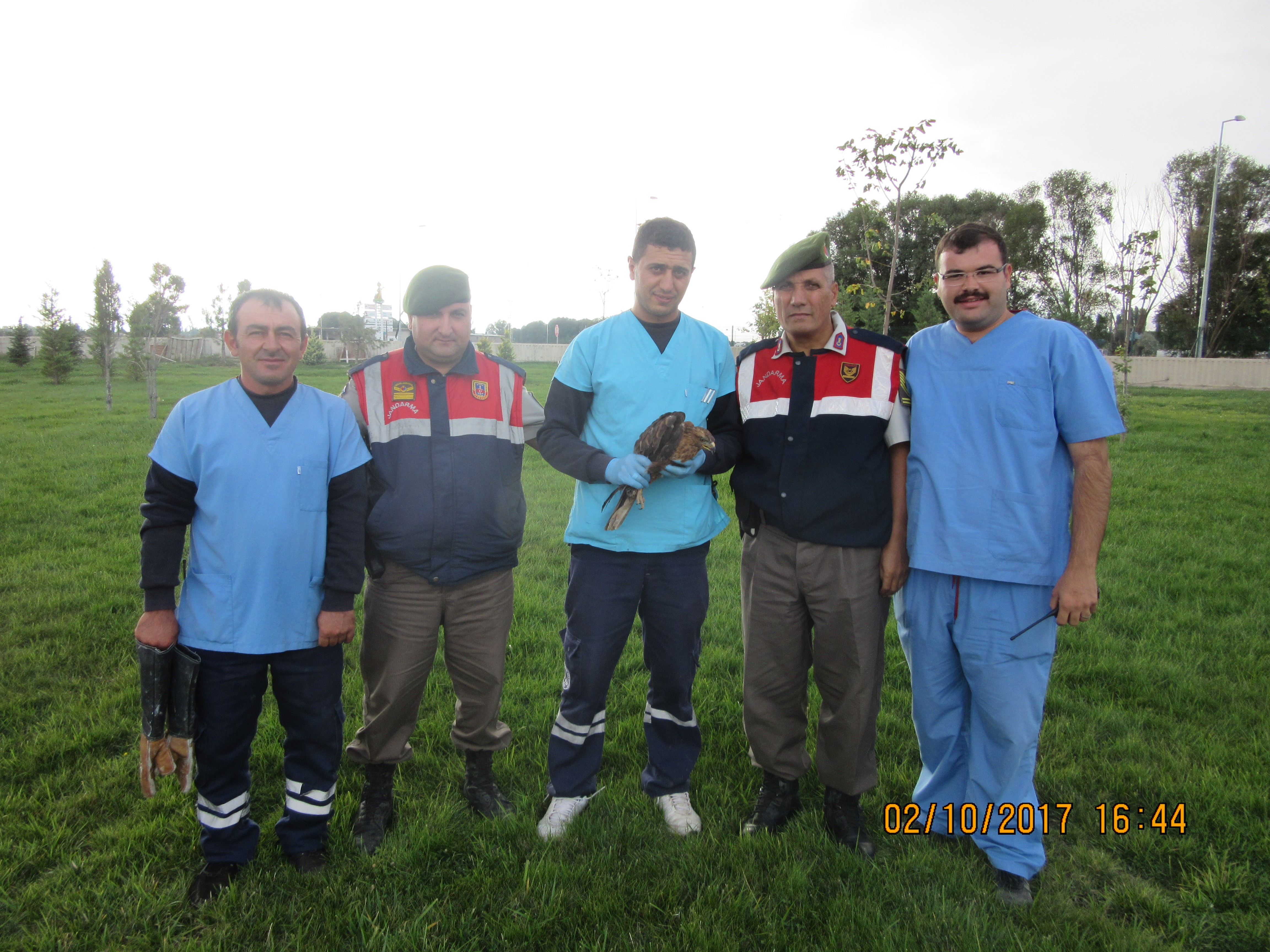 Yaralı kızıl şahin kuşunu Jandarma ekipleri kurtardı