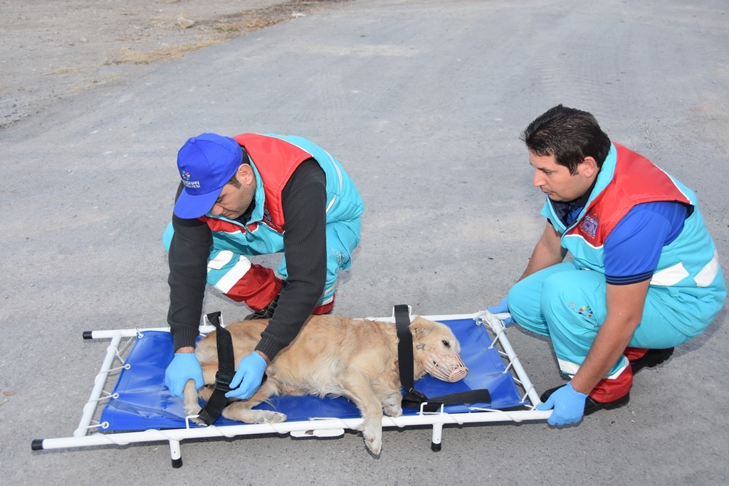 Yaralı sokak hayvanları ‘Küçük Dostlar Ambulans’ı ile kliniğe taşınacak