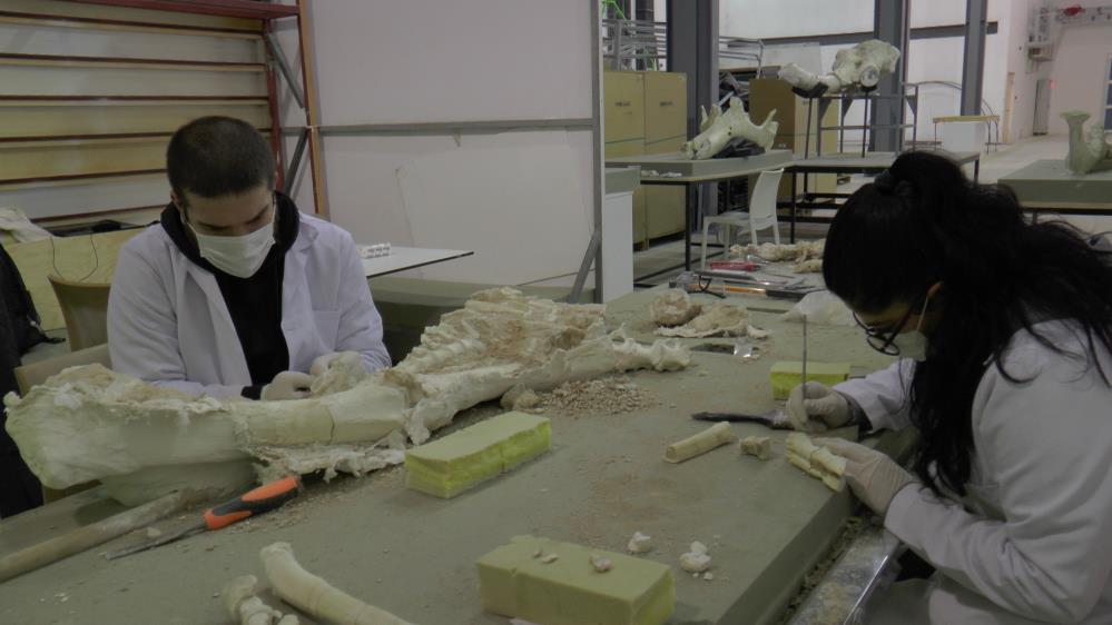 Kayseri’de bulunan 7,5 milyon yıllık fosil Türkiye’nin ilk Paleantoloji Müzesi’nde sergilenecek
