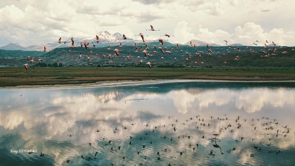 Sultan Sazlığı’na flamingo akını